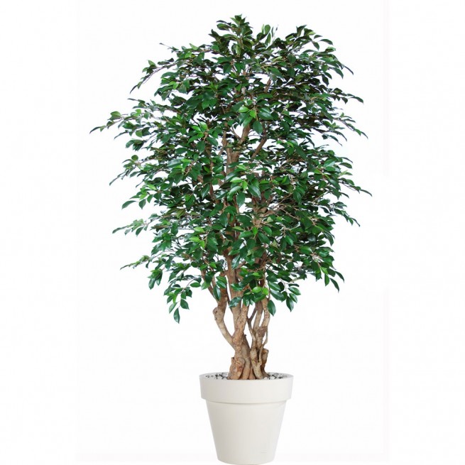 Planta semi-artificiala Ila, Ficus Retusa Malabar Green - 180 cm Planta semi-artificiala Ila, Ficus Retusa Malabar Green - 180 cm